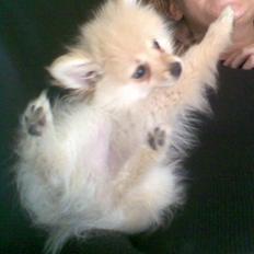 Pomeranian Chico