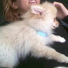 Pomeranian Chico