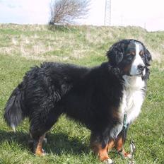 Berner sennenhund Macs- RIP