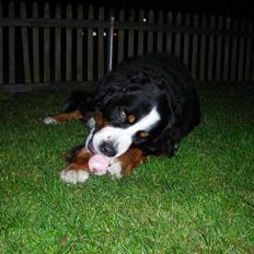 Berner sennenhund Macs- RIP