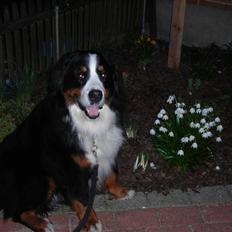 Berner sennenhund Macs- RIP