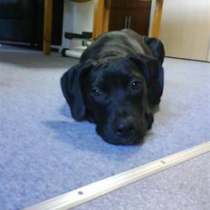 Amerikansk staffordshire terrier Demon * R.I.P.D.16.07.08*