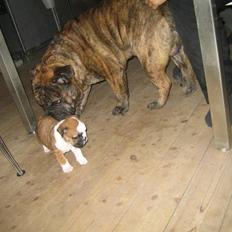 Engelsk bulldog Vincent    *RIP*  2009