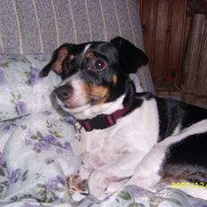 Dansk svensk gaardhund Ronja