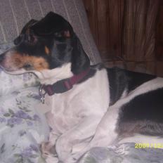 Dansk svensk gaardhund Ronja