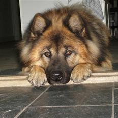 Eurasier Alto
