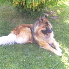 Eurasier Alto