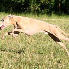 Whippet Mickey (Himmelhund)