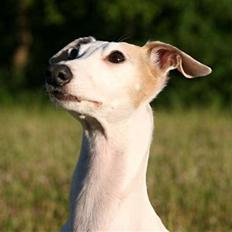 Whippet Bonzo (Himmelhund)
