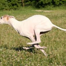 Whippet Bonzo (Himmelhund)
