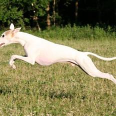 Whippet Bonzo (Himmelhund)