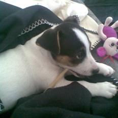 Jack russell terrier Johnson