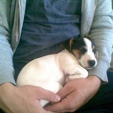 Jack russell terrier Johnson