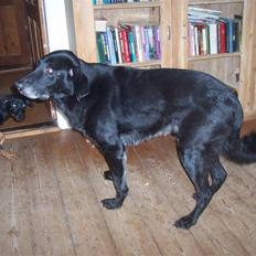 Blanding af racer Meeko R.I.P. 