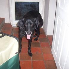 Blanding af racer Meeko R.I.P. 