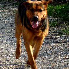 Blanding af racer Tinka