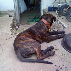 Blanding af racer Loke