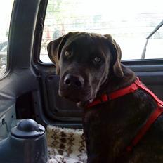 Blanding af racer Loke