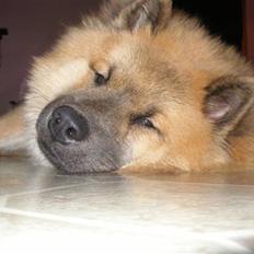 Eurasier Kenzo