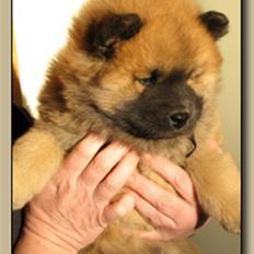 Eurasier Kenzo
