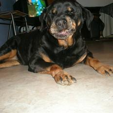 Rottweiler Zenta <3 (Gitte's)