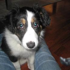 Blanding af racer Nala 