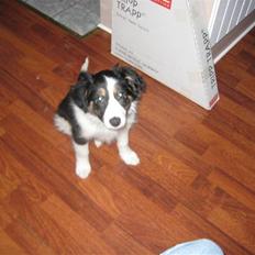 Blanding af racer Nala 