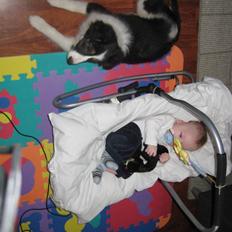 Blanding af racer Nala 