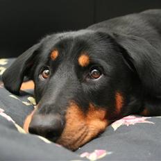 Blanding af racer Dobermann / Rotweiler