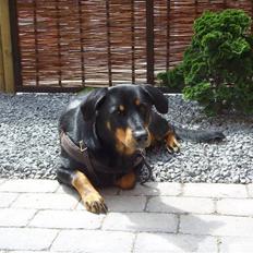 Blanding af racer Dobermann / Rotweiler