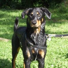 Blanding af racer Dobermann / Rotweiler