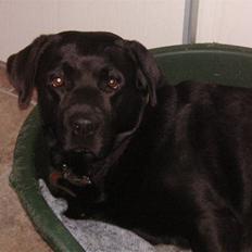 Labrador retriever Mikkel