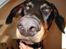 Dobermann Mikkel