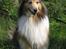 Shetland sheepdog mikkel  (DØD)