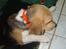 Beagle Balder