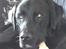 Labrador retriever Simba - Hejsa. Uha, jeg må hellere passe på mit ben her !!!!!