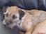 Border terrier Petit fleur (lykke)