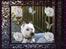 West highland white terrier Mille R.I.P