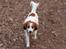 Kooikerhondje Kooijoy Garlic - Garlic i fuld fart