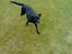 Blanding af racer Sheeba