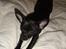 Chihuahua Armani