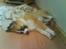 Blanding af racer Kira Cooper *R.I.P* - soooooooo tired ^^ kun et par dage efter vi havde hentet hende