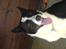 Border collie Dundee - dejigt med et bad