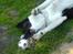 Border collie Dundee - den er bare fin!