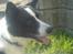 Border collie Dundee - det er varmt i solen