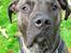 Dogo canario Capone *R.I.P 2009*
