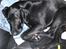 Blanding af racer lucky R.I.P<3 - ligger lige og slapper a.