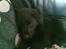 Labrador retriever Simba