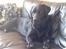 Labrador retriever Simba