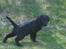 Labrador retriever Simba